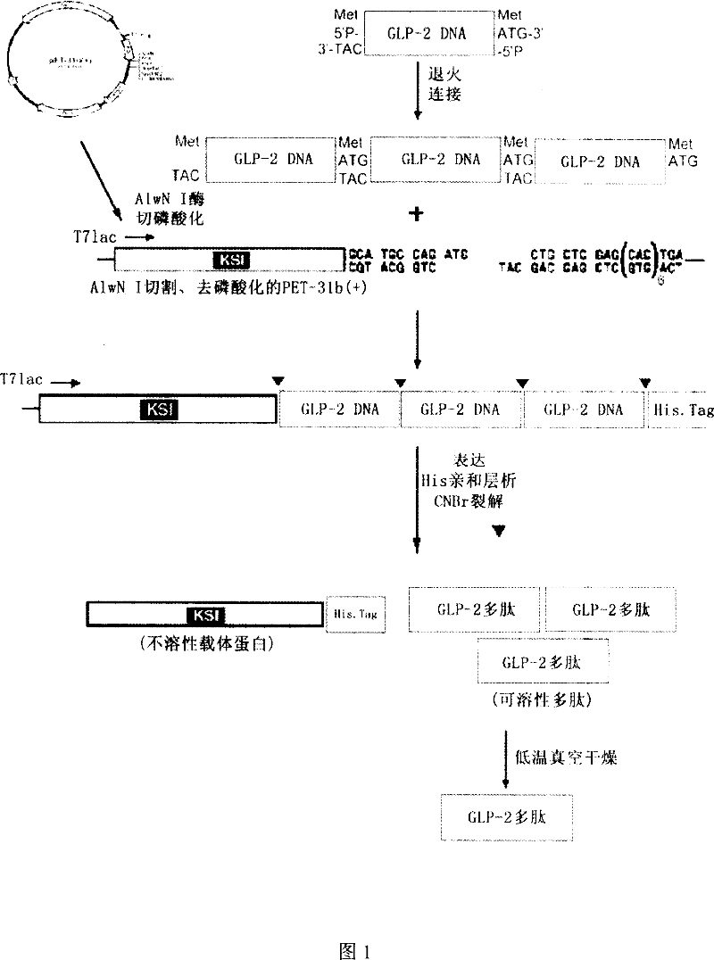 Method for recombinant production of pancreatic glucagons sample peptide-2