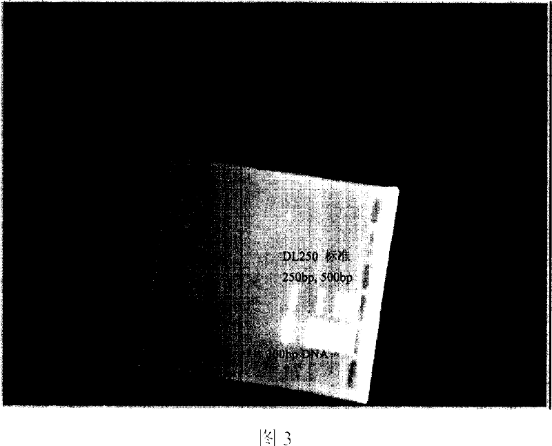 Method for recombinant production of pancreatic glucagons sample peptide-2