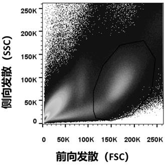 A fully human monoclonal neutralizing antibody against novel coronavirus and its application