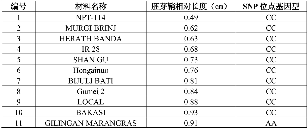 SNP (single nucleotide polymorphism) molecular markers related to salt tolerance and hypoxia tolerance of rice and application of SNP molecular markers