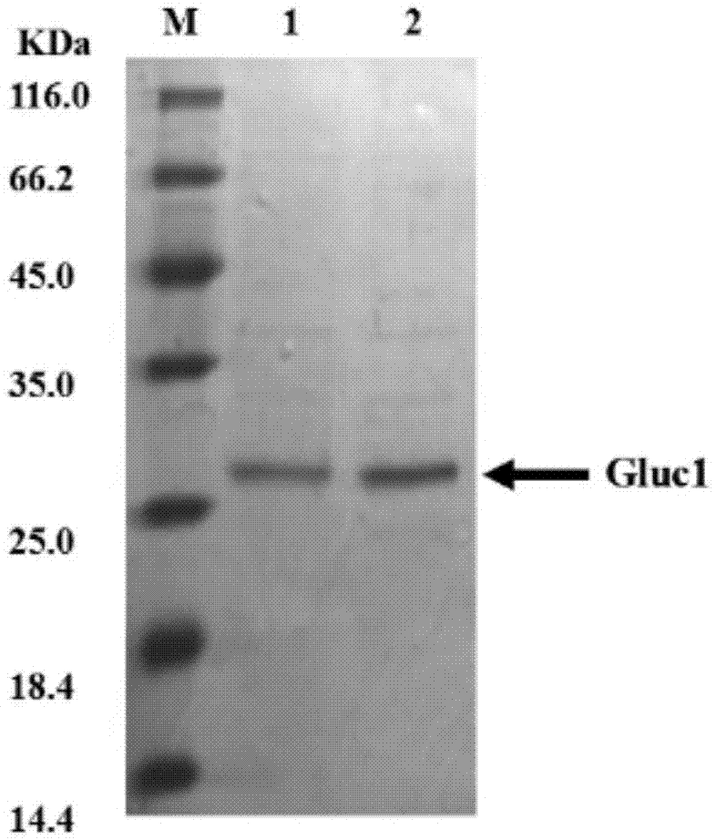 Adjustable luciferase segmentation fusion protein and preparing method and application thereof