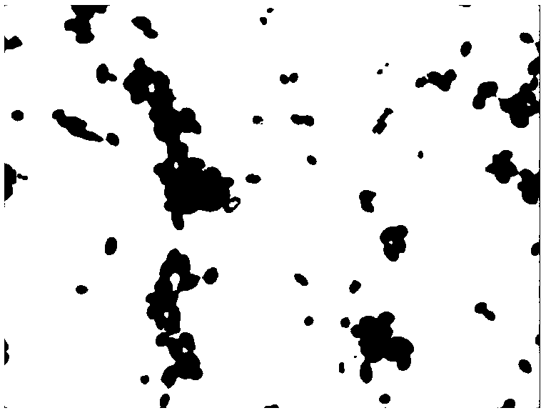 Strain of saccharomycopsis fibuligera and application thereof