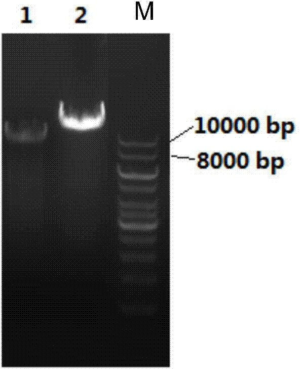 Recombinant lentiviral vector and preparation method and application thereof