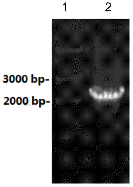 Recombinant lentiviral vector and preparation method and application thereof