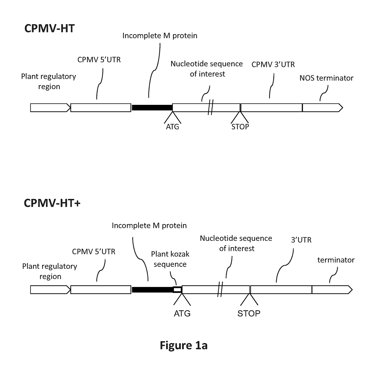 Modified CPMV Enhancer Elements