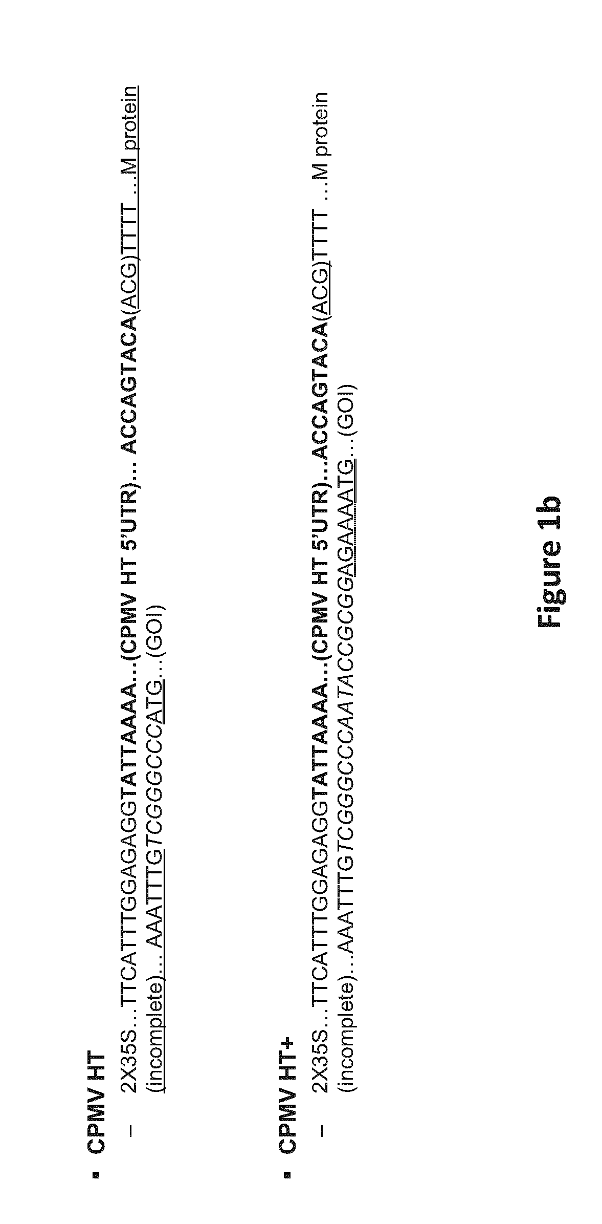 Modified CPMV Enhancer Elements