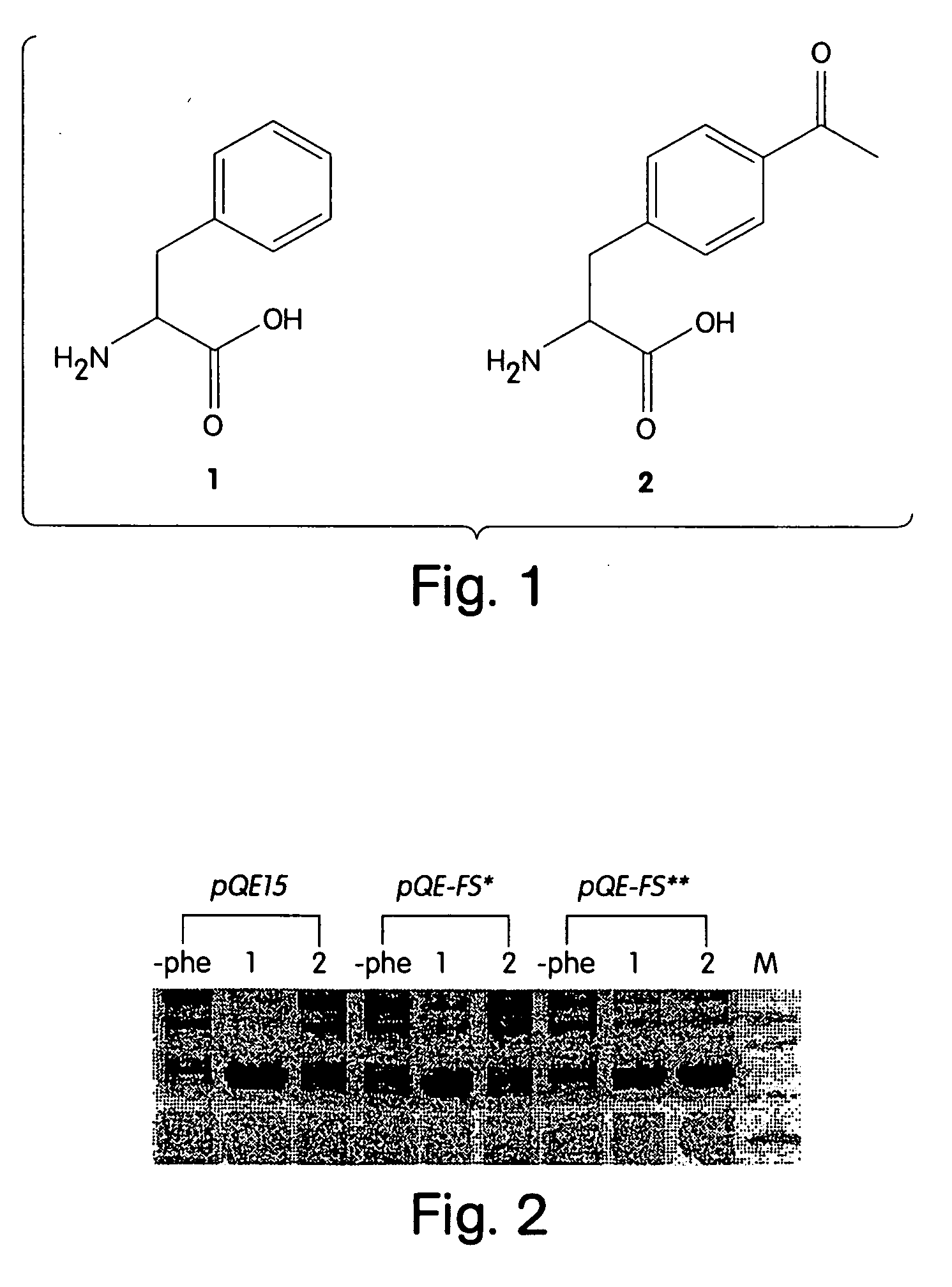 Computational method for designing enzymes for incorporation of amino acid analogs into proteins