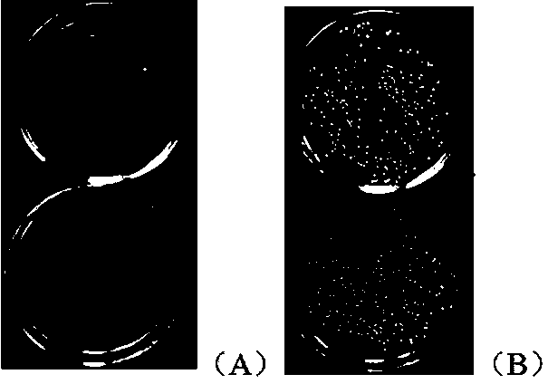 Antifreeze polypeptide prepared from fish-derived collagens and preparation method thereof