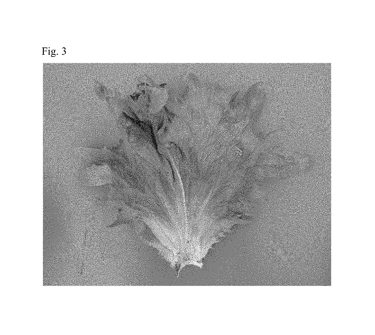 Lettuce variety 45-246 RZ