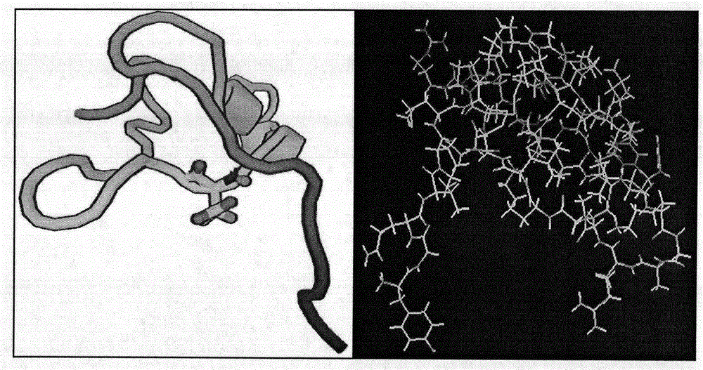 Neuropeptide receptor screening method