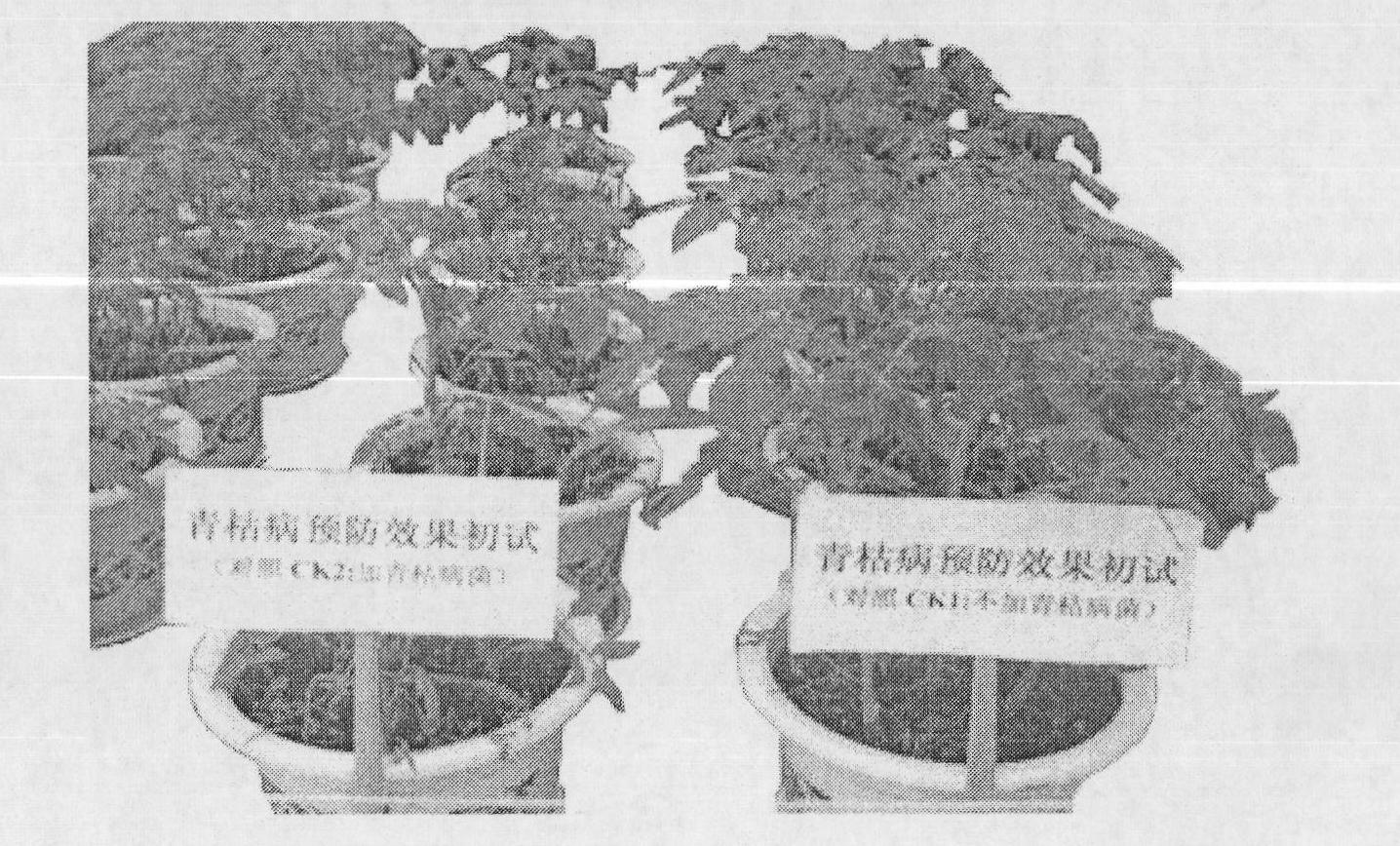 Pseudomonas fluorescens strain, microbial inoculum and use thereof as seedling culture medium for controlling tomato bacterial wilt