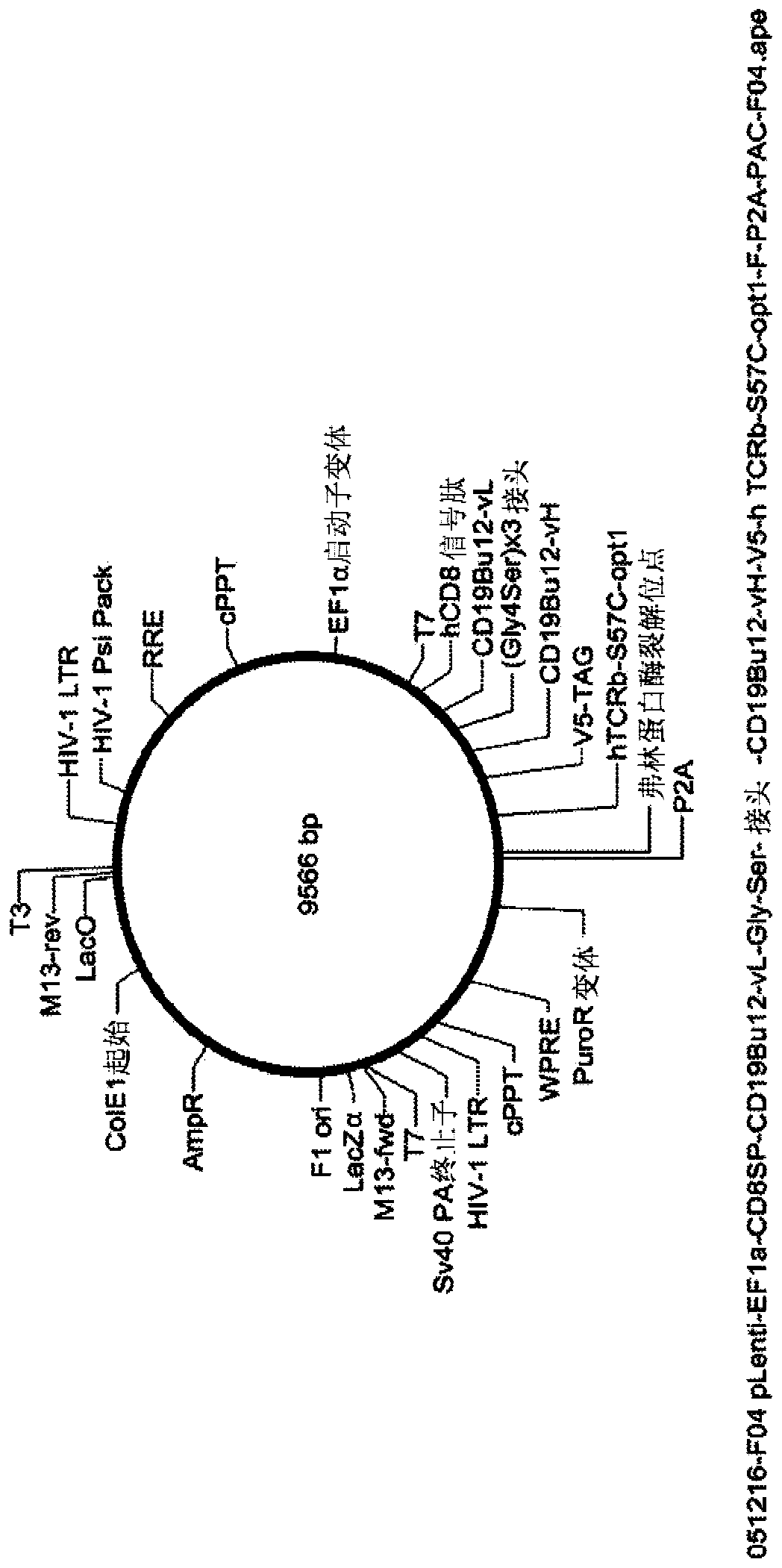 Synthetic immune receptors and methods of use thereof