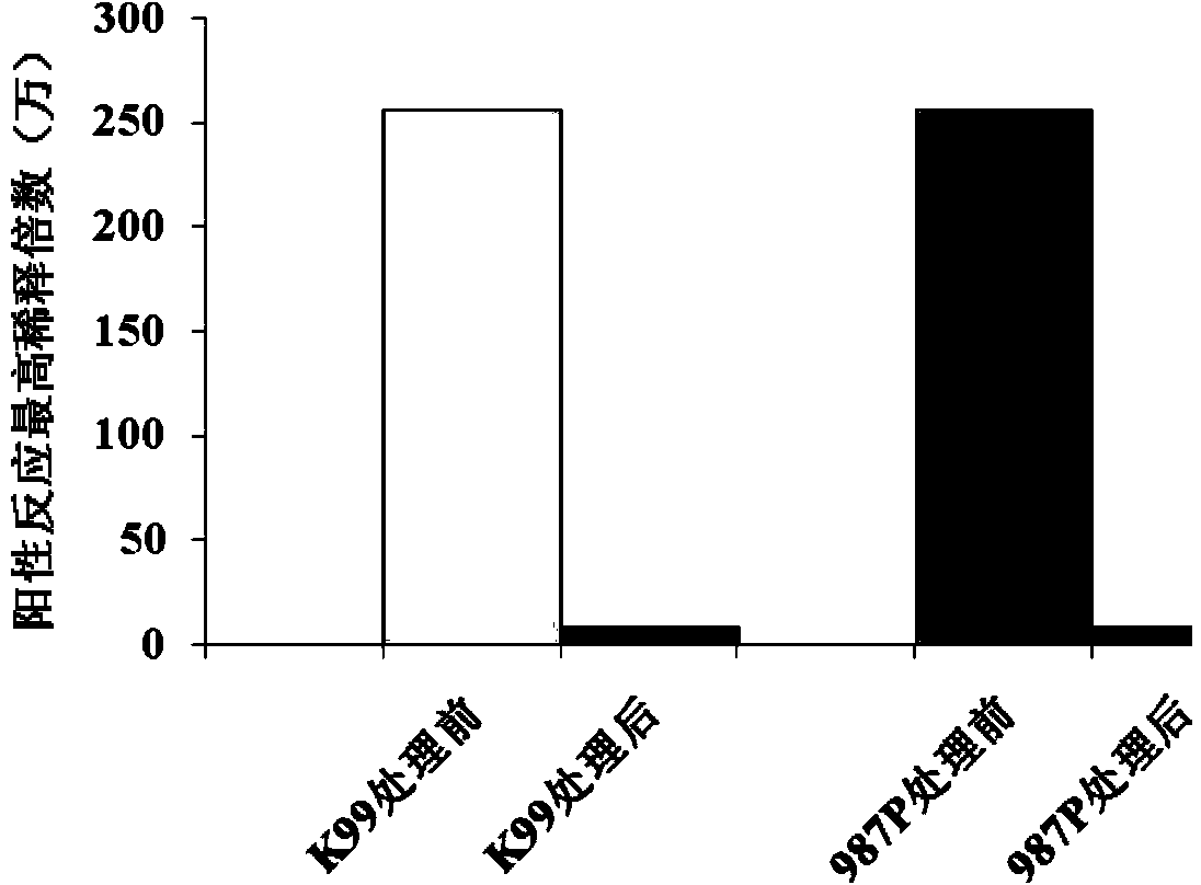 Extraction method for escherichia coli pilus antigen used for preparing yolk antibody, and method for preparing yolk antibody