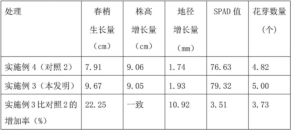 A kind of soilless culture method of potted camellia industrialization