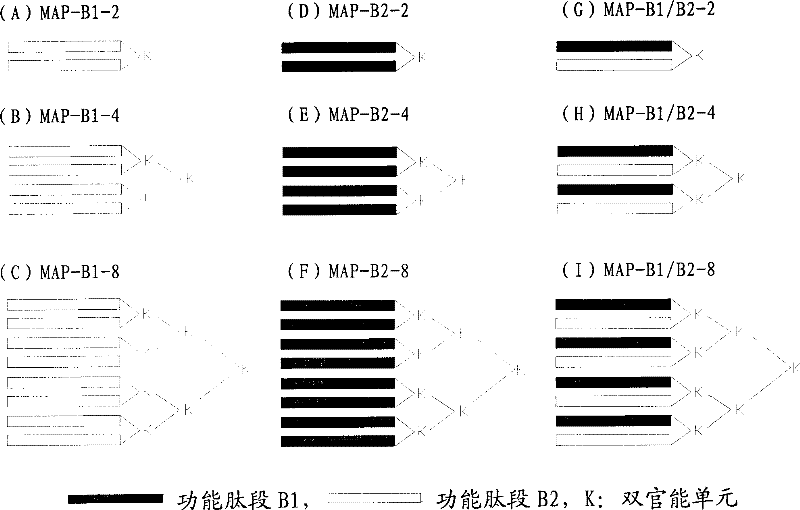 Functional peptide section of epididymis protease inhibitors and multiple antigenic peptide constructed thereby