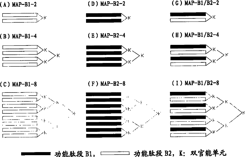 Functional peptide section of epididymis protease inhibitors and multiple antigenic peptide constructed thereby