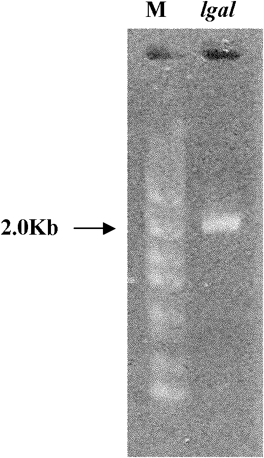 Alpha-galactosidase and encoding gene and application thereof