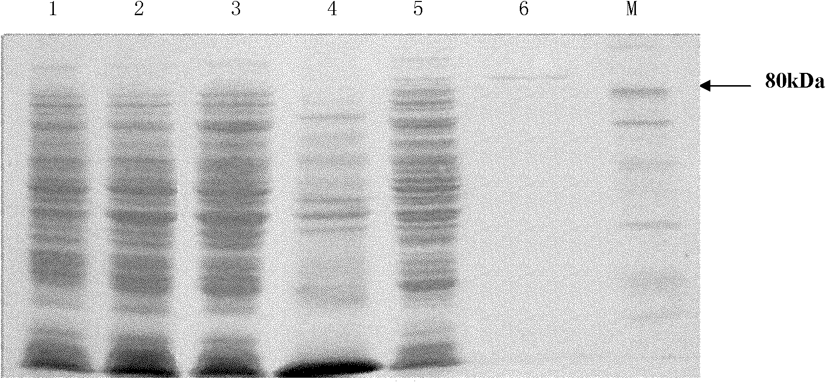 Alpha-galactosidase and encoding gene and application thereof