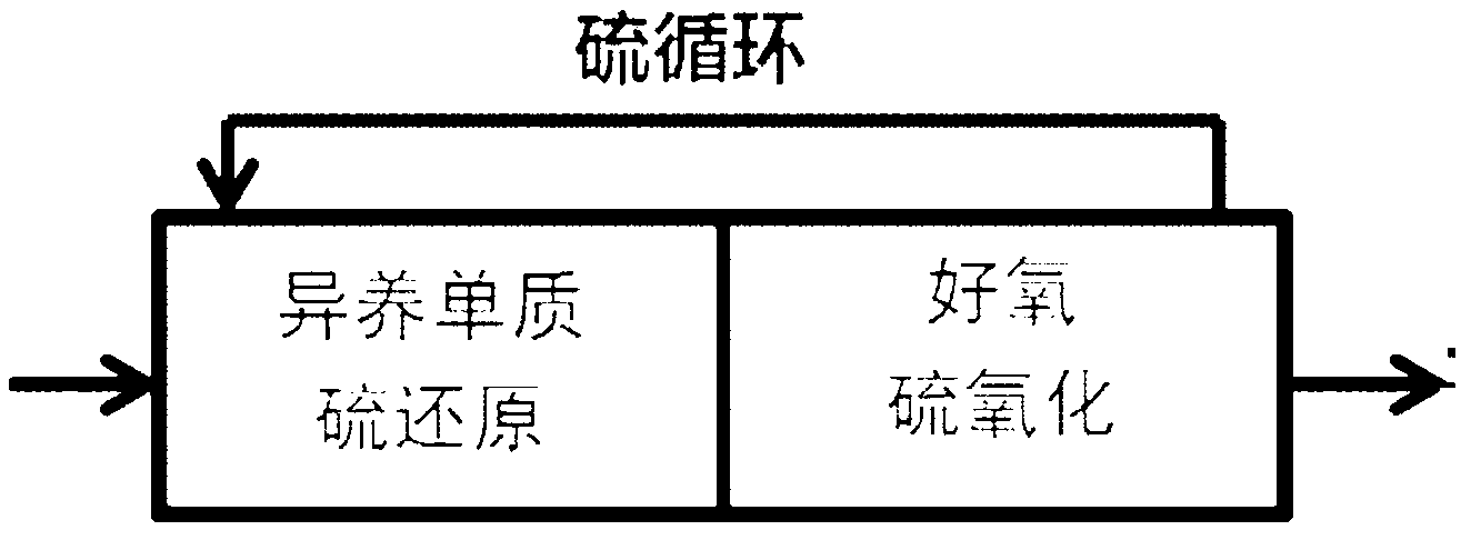 Sewage treatment process for realizing sludge reduction by taking elemental sulfur as medium