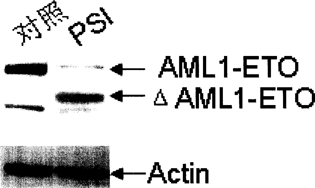 Application of compound PSI in preparation of medicine for treating leucocythemia