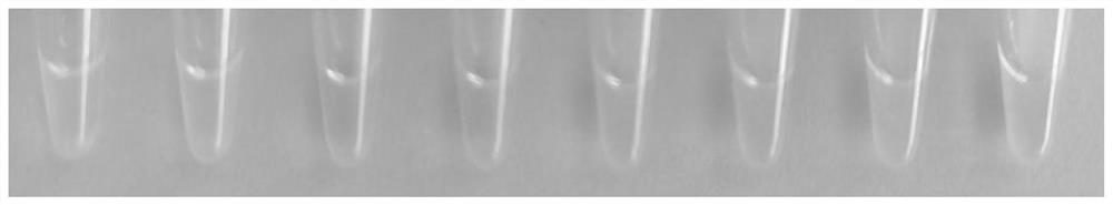 Application of specific target primer in simultaneous and rapid identification of two pathogenic bacteria infected by strawberry