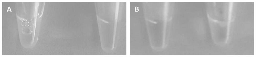 Application of specific target primer in simultaneous and rapid identification of two pathogenic bacteria infected by strawberry