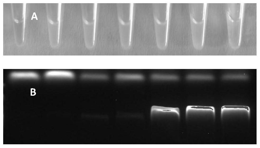 Application of specific target primer in simultaneous and rapid identification of two pathogenic bacteria infected by strawberry