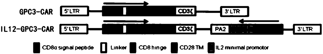 Immunologic effector cell targeting CPC3 and application thereof