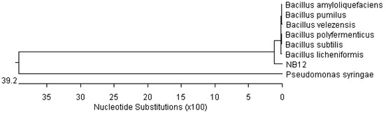 Bacillus subtilis NB12, as well as culture method and application thereof