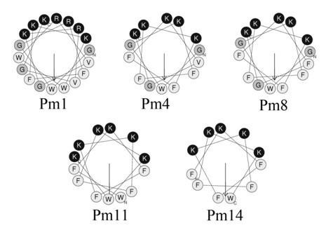 Oral cavity cariogenic bacterium-resisting polypeptide Pm11 and preparation method thereof