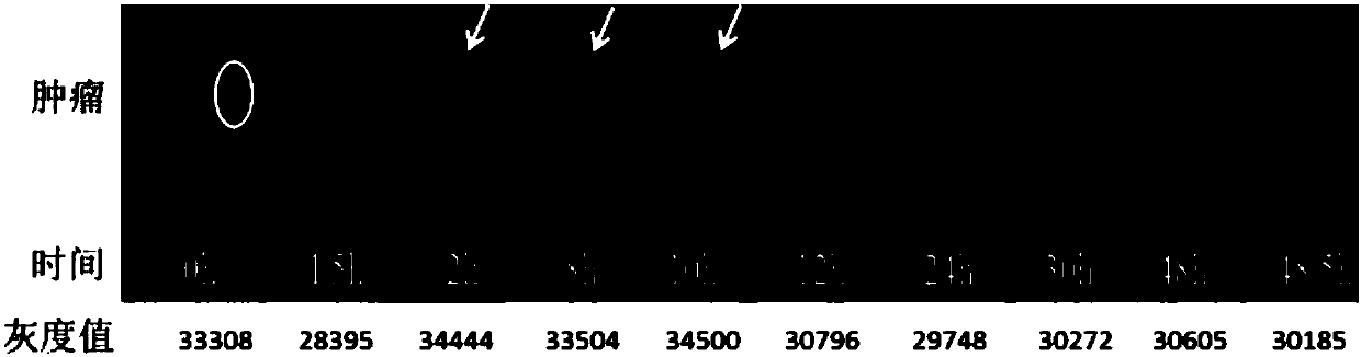 Anticancer biological film nano target cooperated plastid and preparing method and application thereof