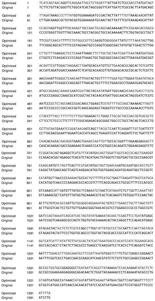 Fusion gene, protein coded by fusion gene and application of fusion gene in fish iridovirus oral vaccine