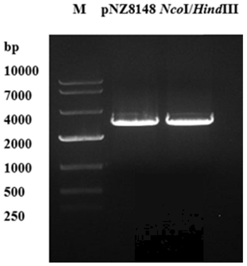 Fusion gene, protein coded by fusion gene and application of fusion gene in fish iridovirus oral vaccine