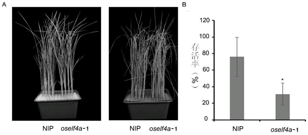 Plant salt tolerance related protein as well as related biological material and application thereof