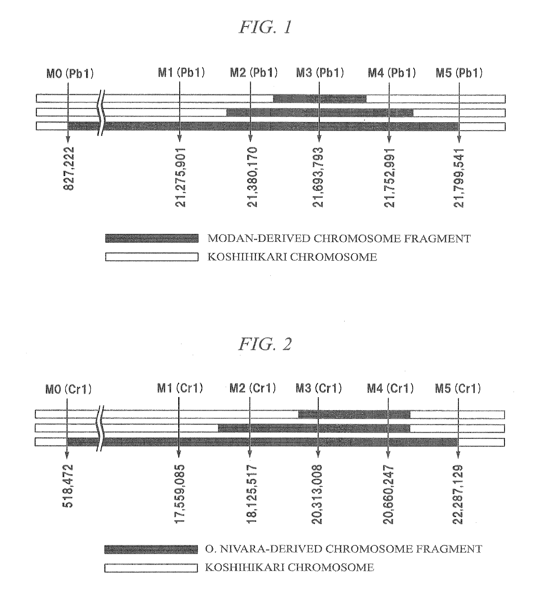 Method for producing rice f1 seed, rice f1 seed, and rice male sterile line