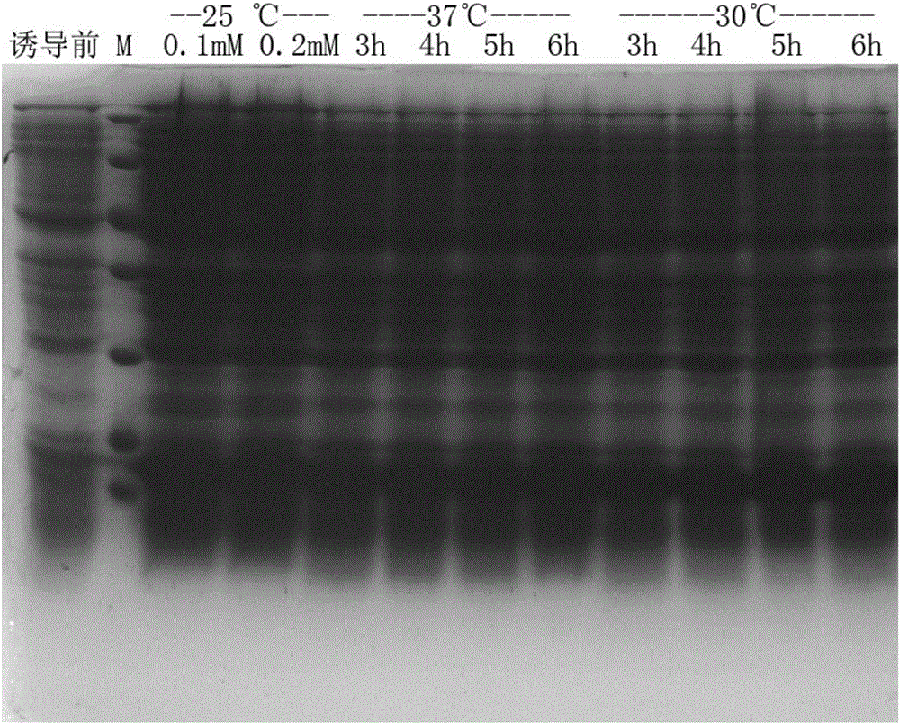 Method for simply and conveniently preparing active human KGF-2D31