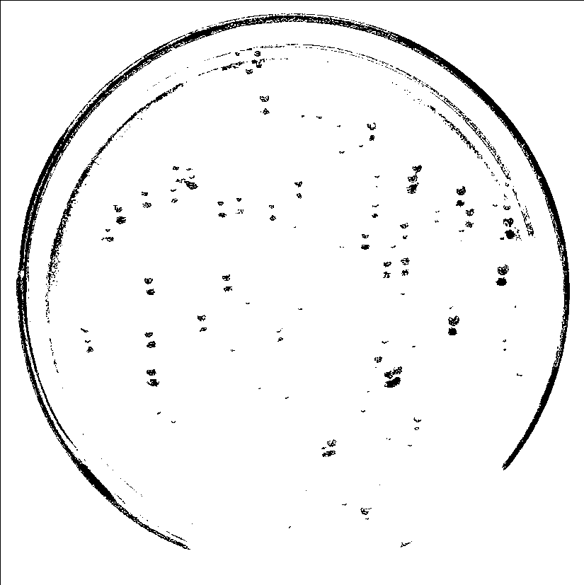 Rhodotorula glutinis oil genetic engineering strain and construction method and application thereof