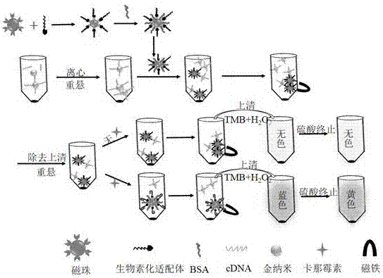 Colorimetric analysis method for detecting kanamycin based on aptamer modified magnetic bead and gold nanoparticle mimic enzyme activity