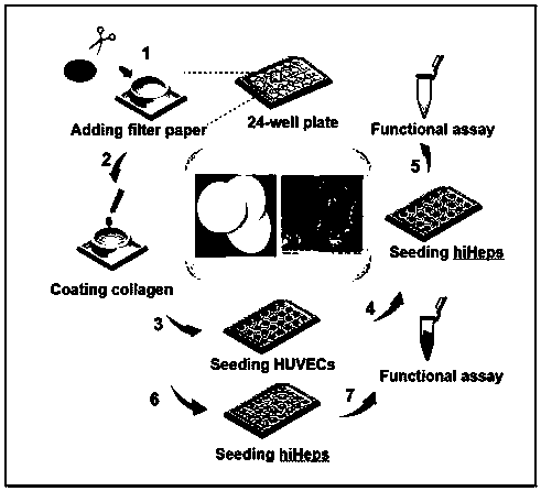 Establishment and applications of three-dimensional liver model based on qualitative filtration paper