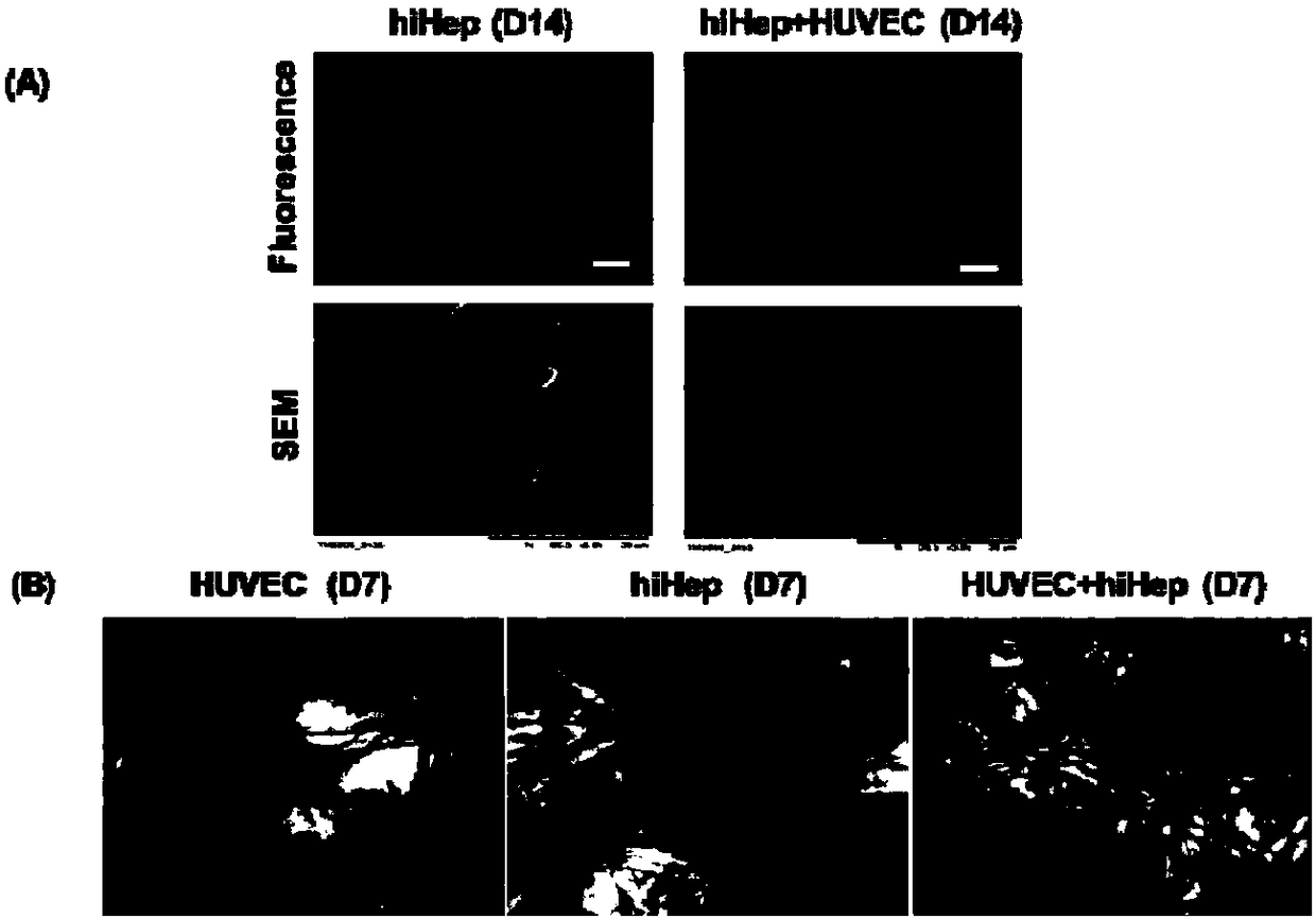 Establishment and applications of three-dimensional liver model based on qualitative filtration paper