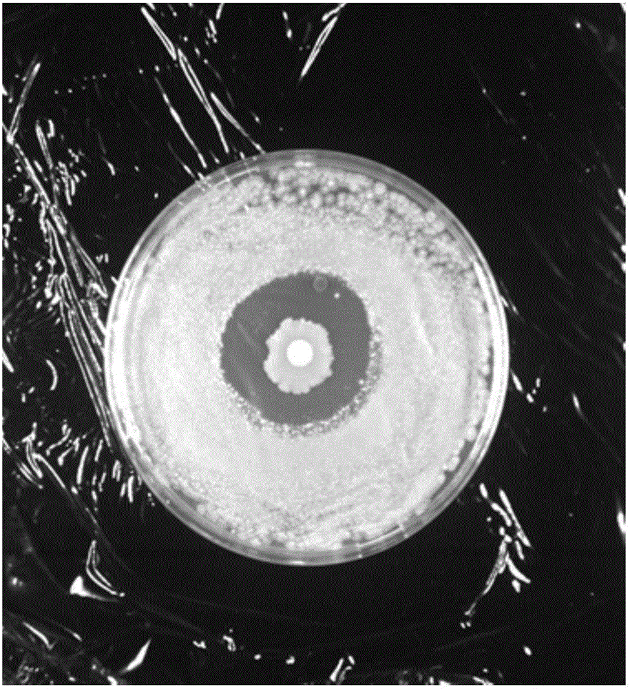 Microbial agent and preparation method and application thereof