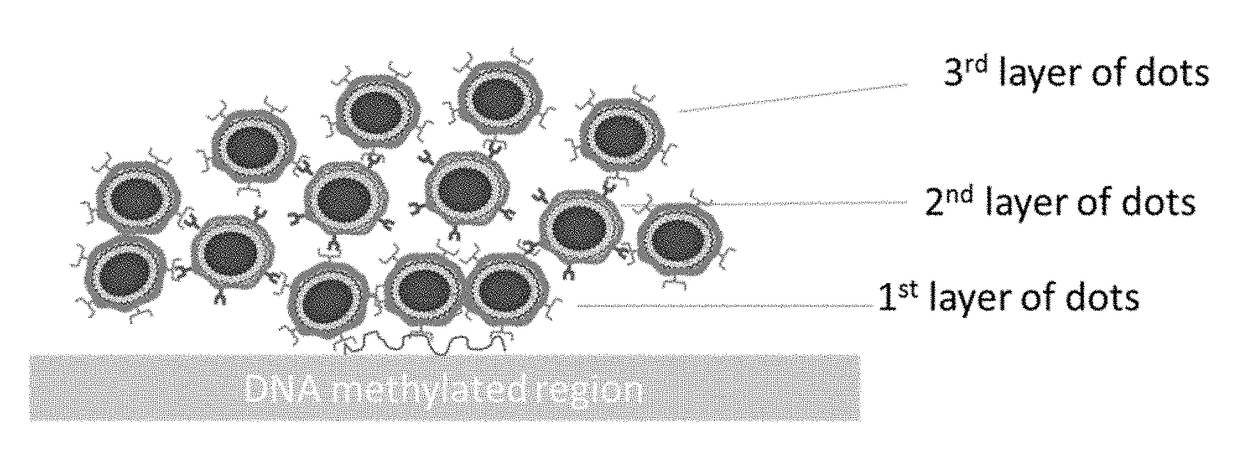 Ligand conjugated quantum dot nanoparticles and methods of detecting DNA methylation using same