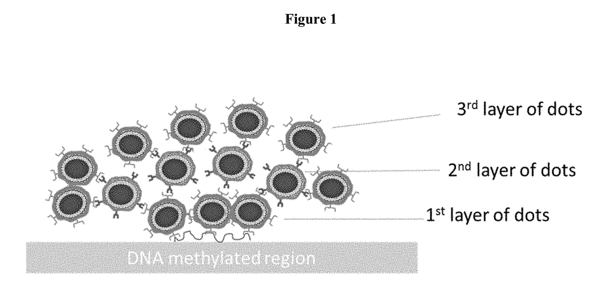 Ligand conjugated quantum dot nanoparticles and methods of detecting DNA methylation using same