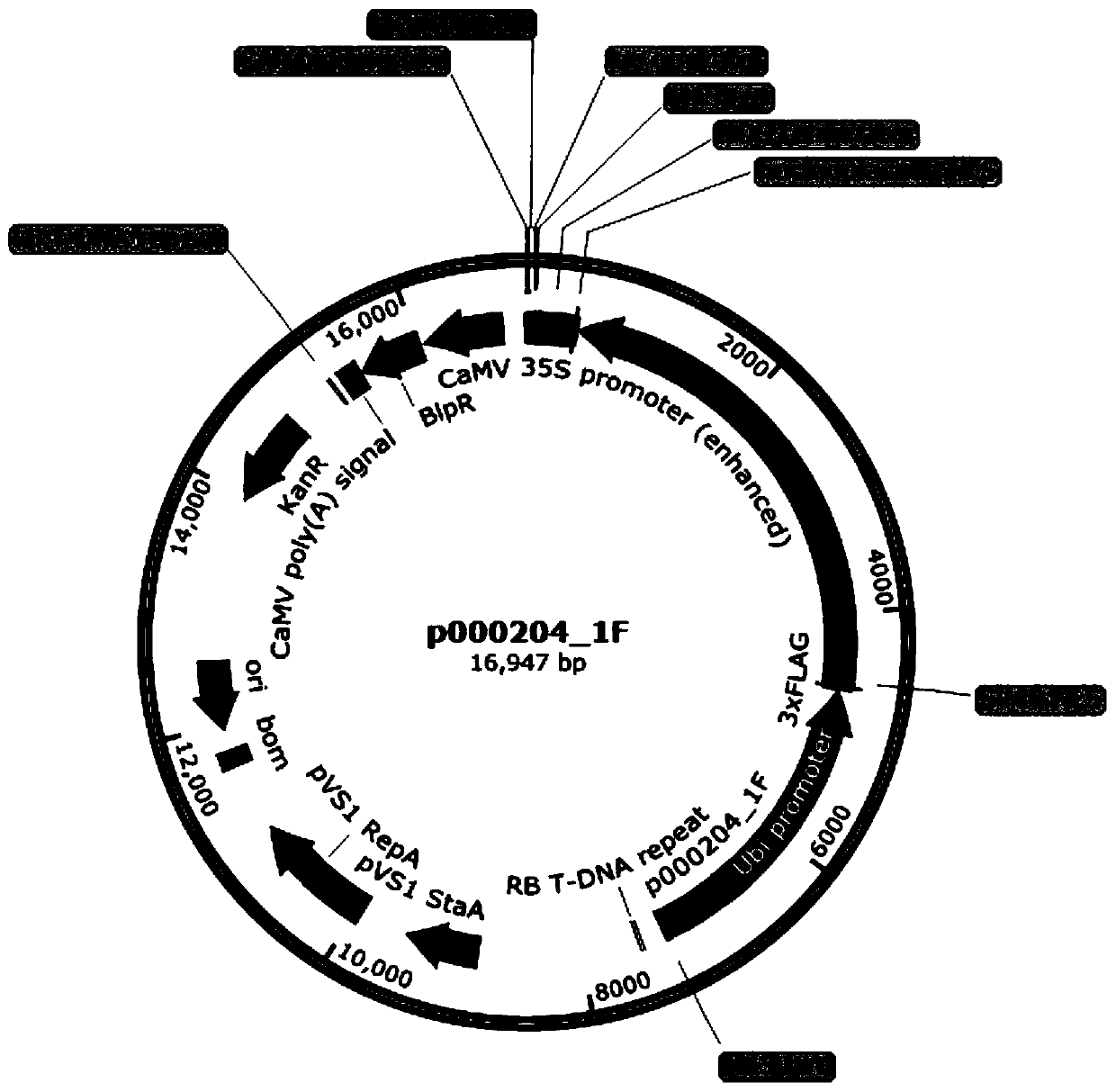 Gene for controlling female properties of corn, and kit, mutant genotype and method for creating female sterile line of corn