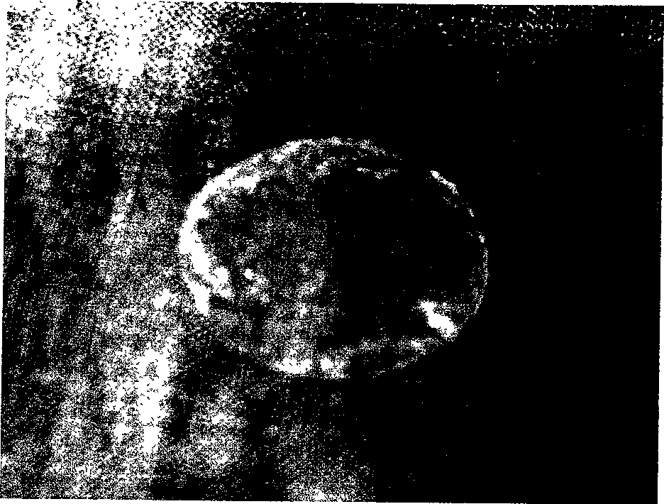 Preparation method of glue adhesion amnion