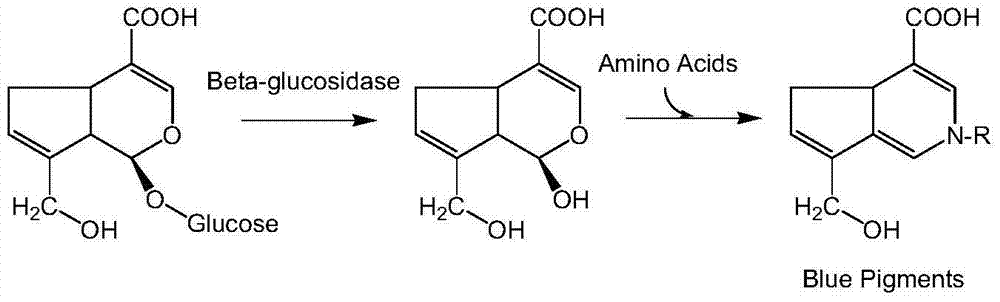 Method for preparing gardenia blue by utilizing phase-transfer catalysis