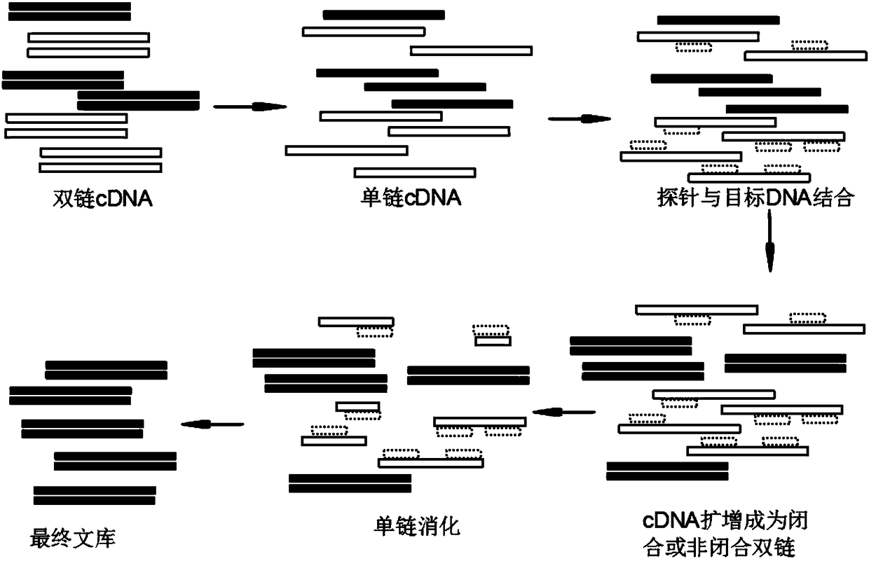 Single-cell transcriptome library establishment method and application thereof