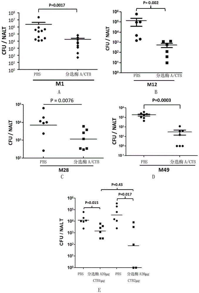 A vaccine that suppresses streptococcal bacteria and/or prevents streptococcal infections