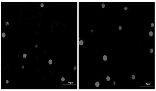 Establishment method of high efficient transient transformation system of exogenous genes of cunninghamia lanceolata