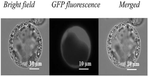 Establishment method of high efficient transient transformation system of exogenous genes of cunninghamia lanceolata